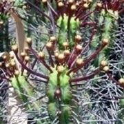 Euphorbia atrispina