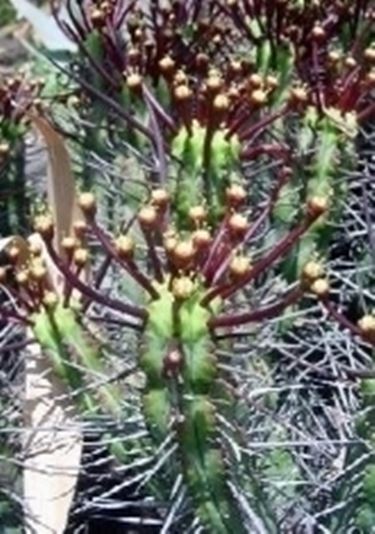 Euphorbia atrispina