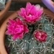 Gymnocalycium