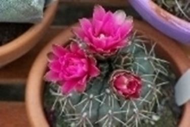 Gymnocalycium