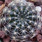 Echinopsis