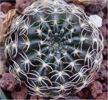 Echinopsis