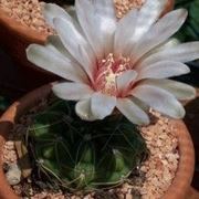 gymnocalycium