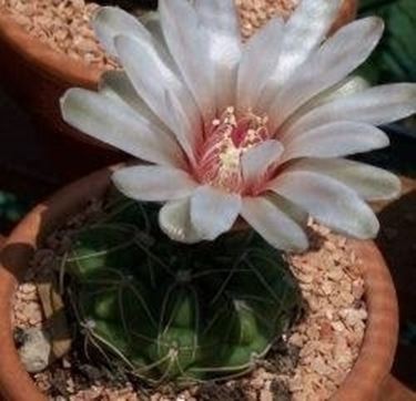 gymnocalycium