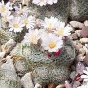 Mammillaria