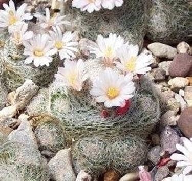 Mammillaria