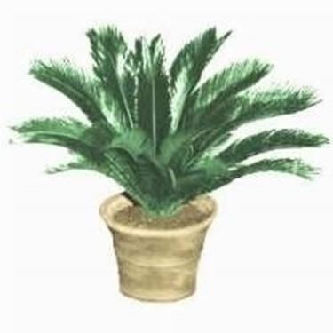 cycas