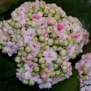 Kalanchoe