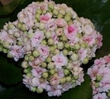 Kalanchoe