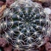 echinopsis