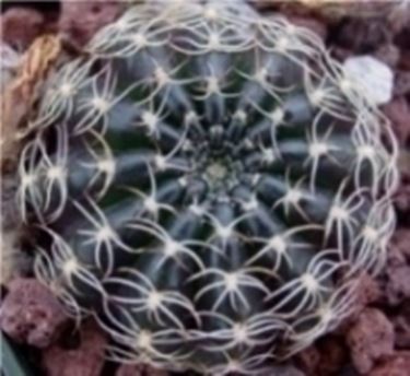 echinopsis