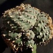 Lophophora