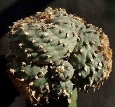 Lophophora