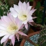 Echinopsis