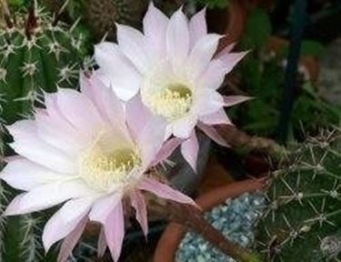 Echinopsis