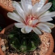 Gymnocalycium