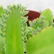 Kalanchoe