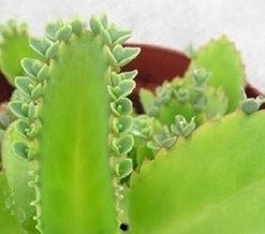 Kalanchoe