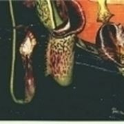 nepenthes