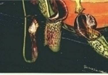 nepenthes