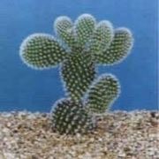 opuntia