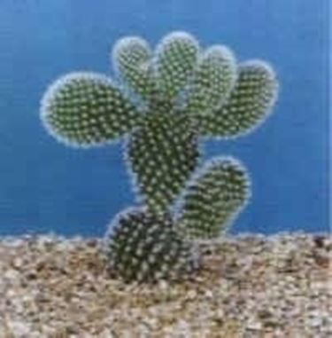 opuntia