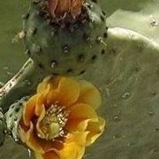 opuntia