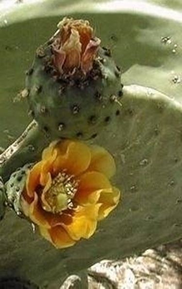 opuntia