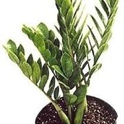 Zamioculcas