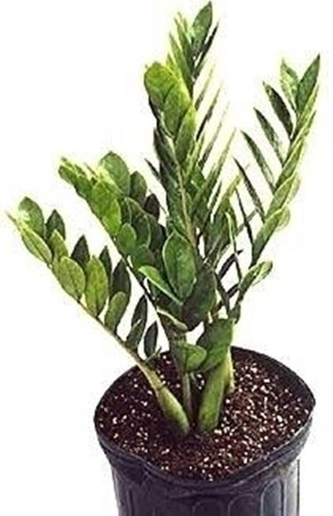 Zamioculcas