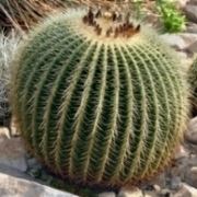 echinocactus