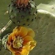 Opuntia