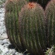 Ferocactus