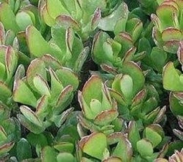 Crassula