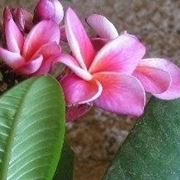 Plumeria