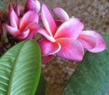 Plumeria