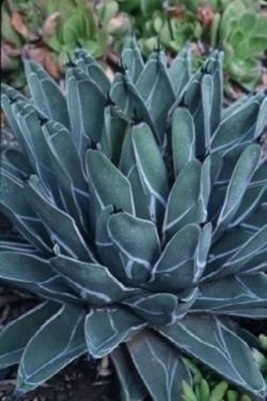 Agave