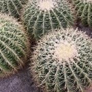 echinocactus