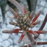 aloe ferox
