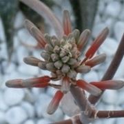 aloe ferox