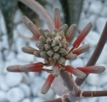 aloe ferox