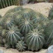 Ferocactus accestito