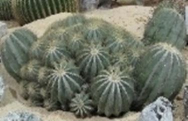 Ferocactus accestito