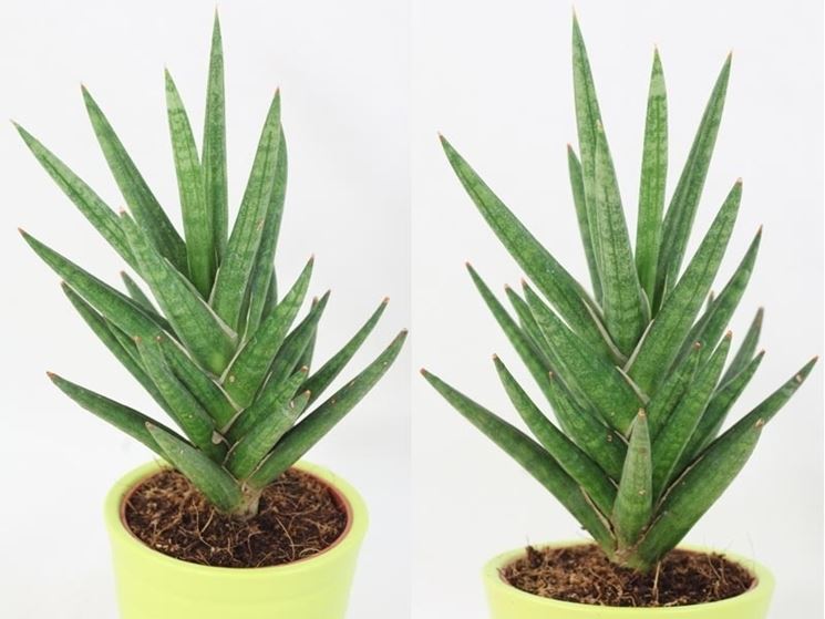 sanseveria