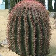 Ferocactus