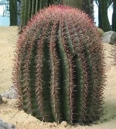 Ferocactus