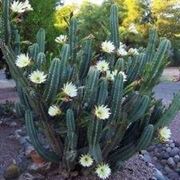 Cereus