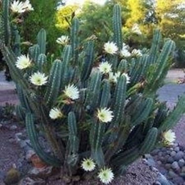 Cereus