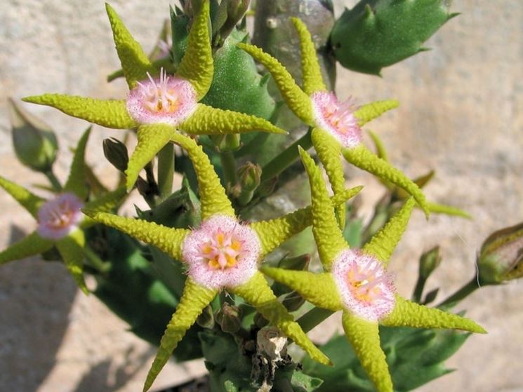 stapelia