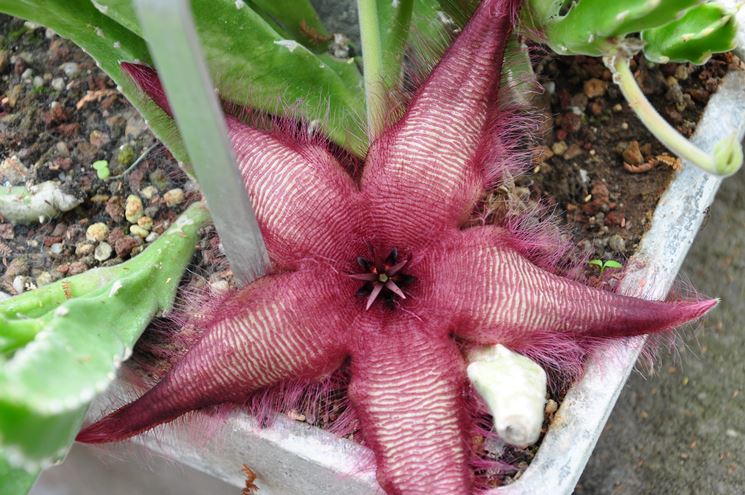 stapelia clavicorna